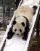 panda v zime
